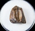 Ceratopsid Tooth - Judith River #17645-1